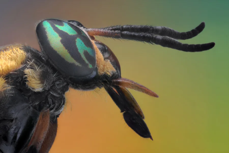 Silent assassins and tiny terrors: Meet the world's deadliest flies ...