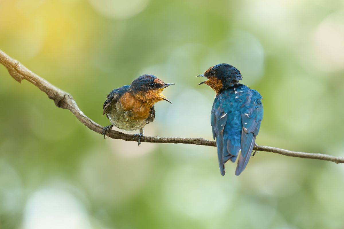 Scientists amazed to discover birds 'speak' in code – and it's the same ...