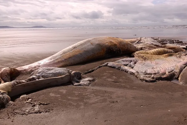 Colossal Orca When a colossal sea creature washed up on a beach in Britain, experts ...