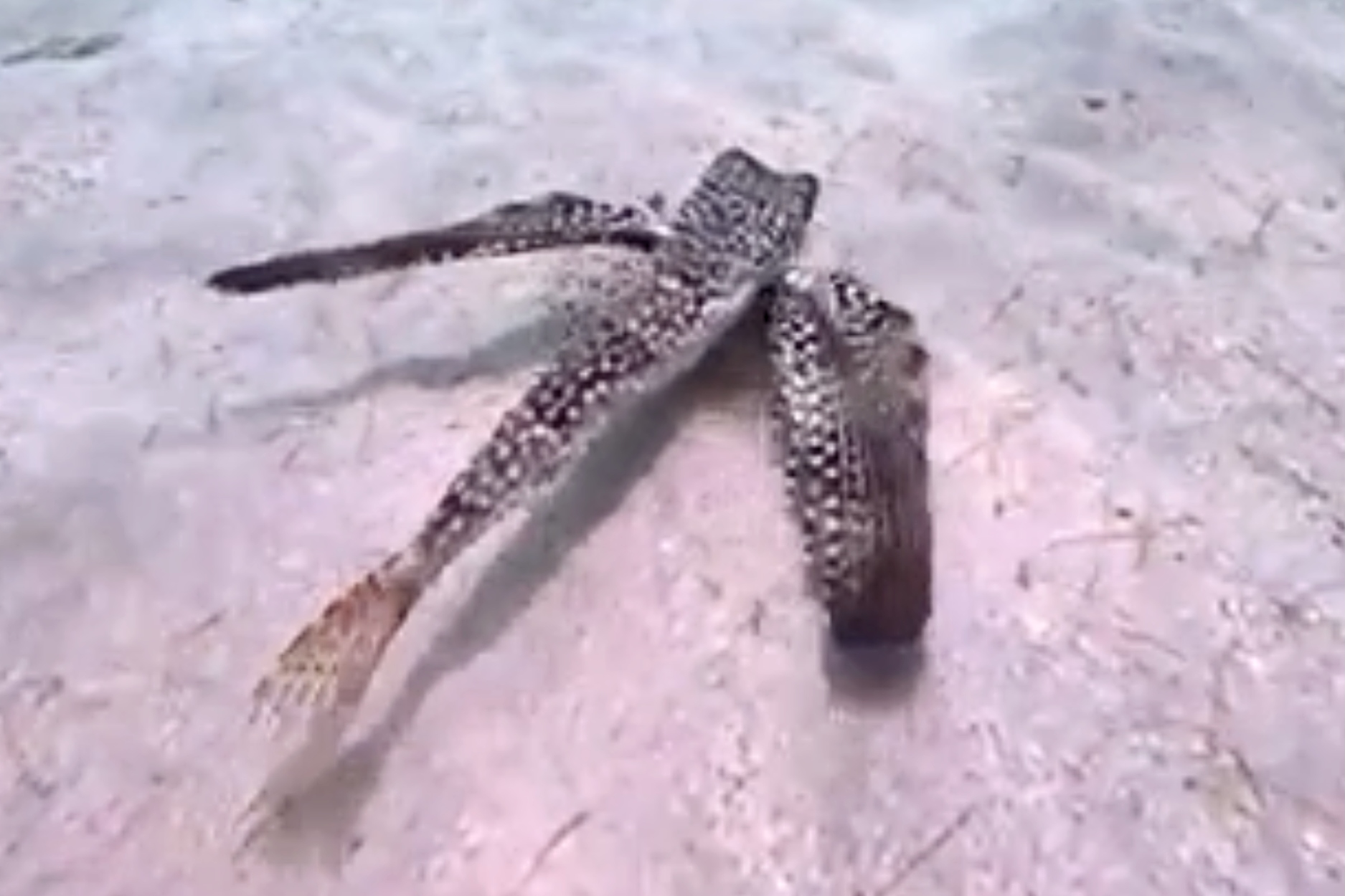 Flying Fish Behaviour