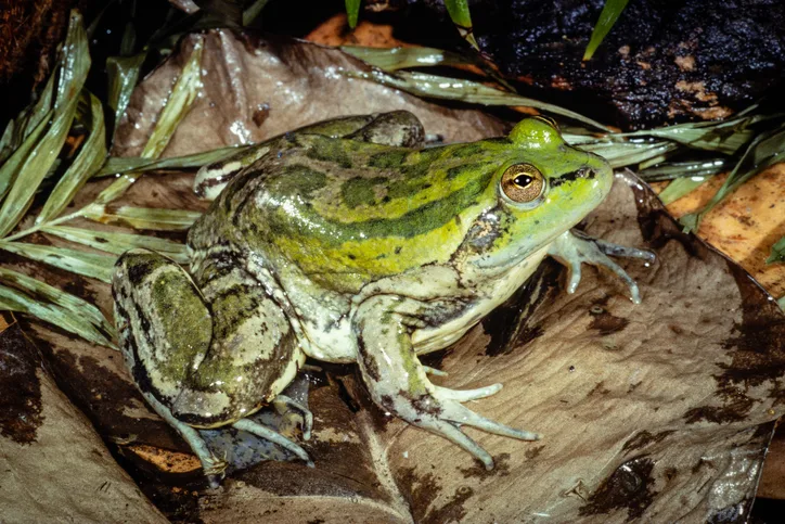 How do frogs breathe – and survive under the ice of frozen ponds ...