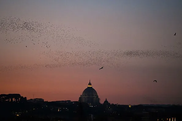 Birds Swarming Over Rome Large Flock Of Birds Overhead: Why The South