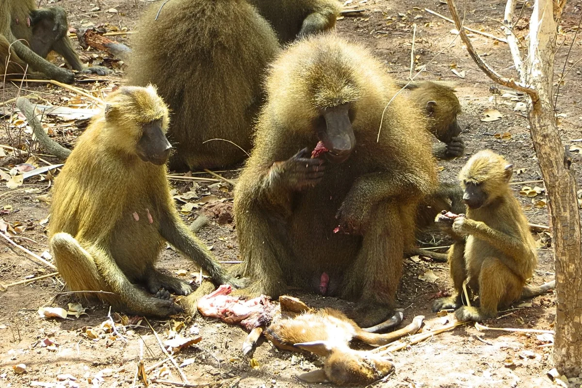 Baboons filmed sharing meat like hunter-gather humans | Discover Wildlife