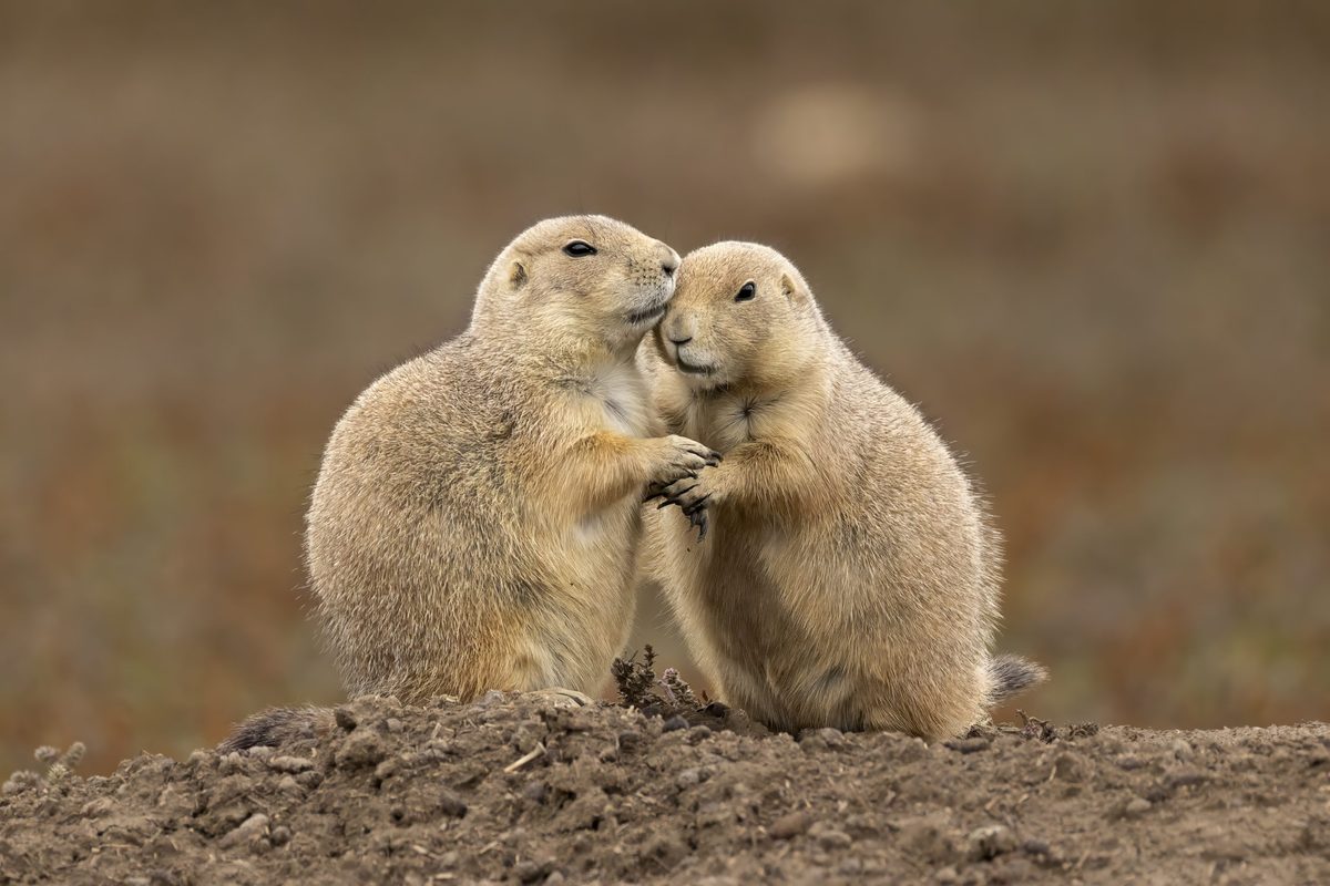 Evesdrop Do animals ever eavesdrop on each other – like us humans do? | Discover ...