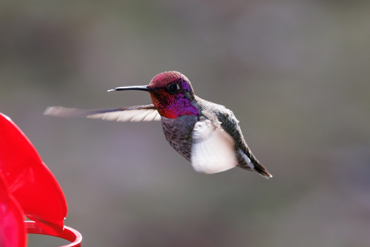 10 fastest birds on the planet, including one that can cruise at 169kph ...