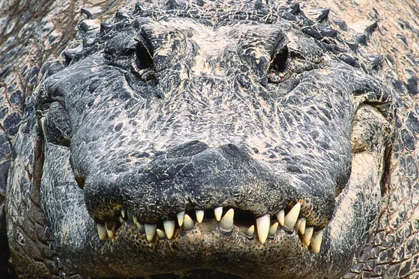 Stunning alligator photos show power and beauty of these incredible ...