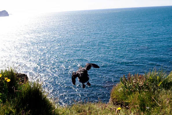 Wolf reintroduction and throwing puffins off cliffs: 6 times humans ...