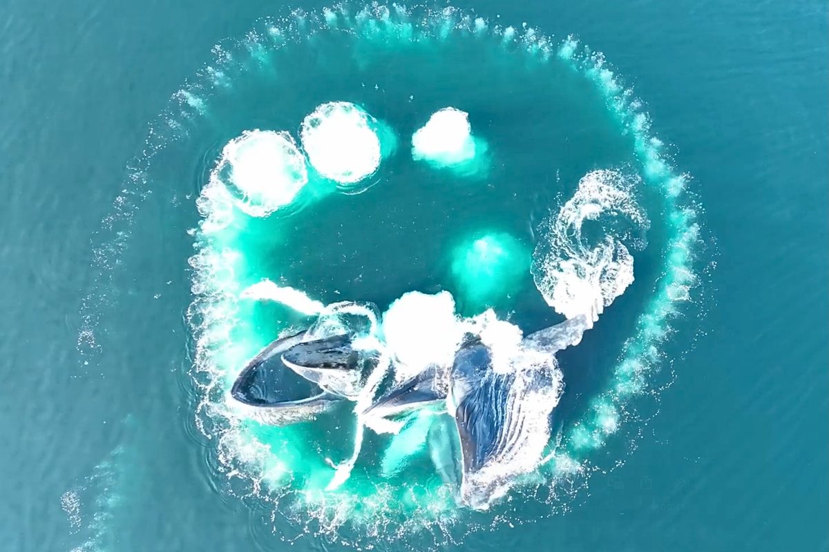 Whale Hunting Patterns Drone captures incredible whale hunting behaviour in Canada. Experts ...