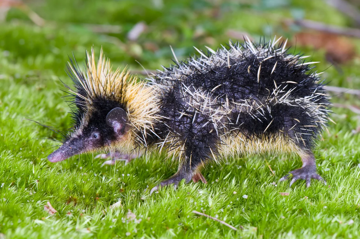 Tenec Animal This crazy animal looks like a cross between a porcupine, hedgehog and ...