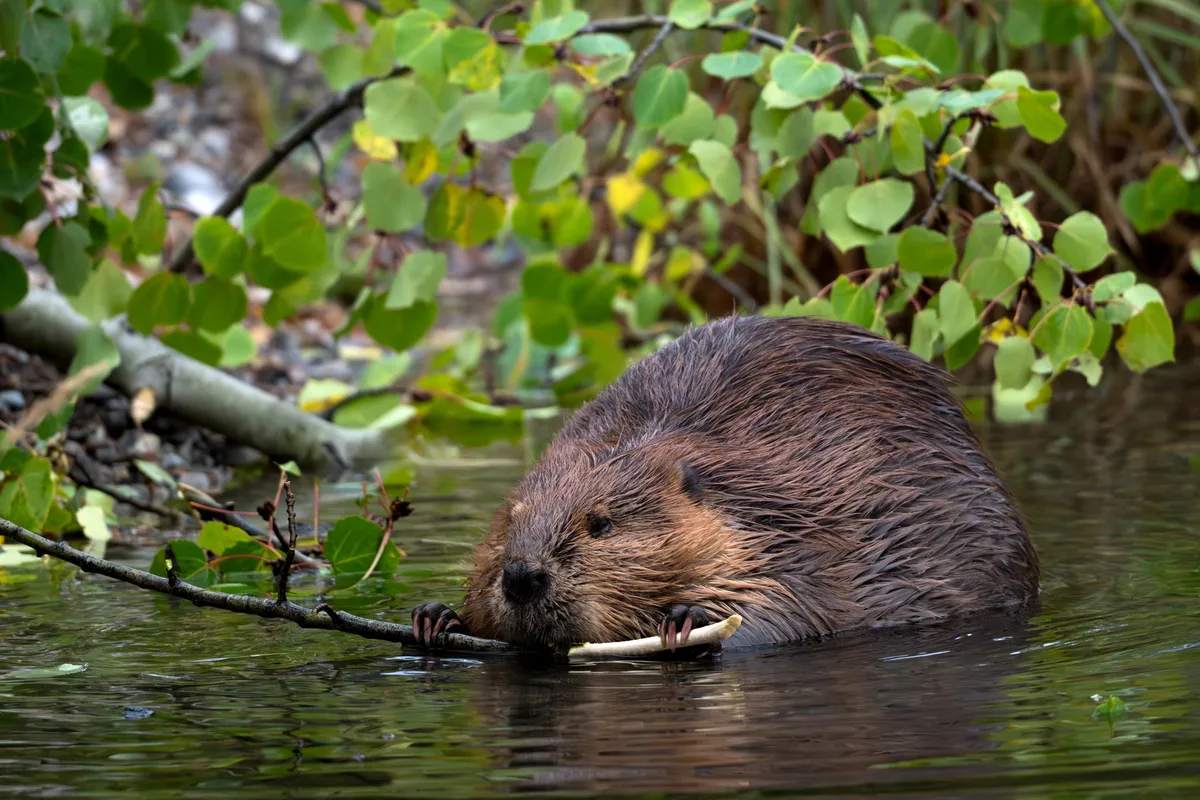 Why do beavers build dams? And how on Earth do they do it? | Discover ...