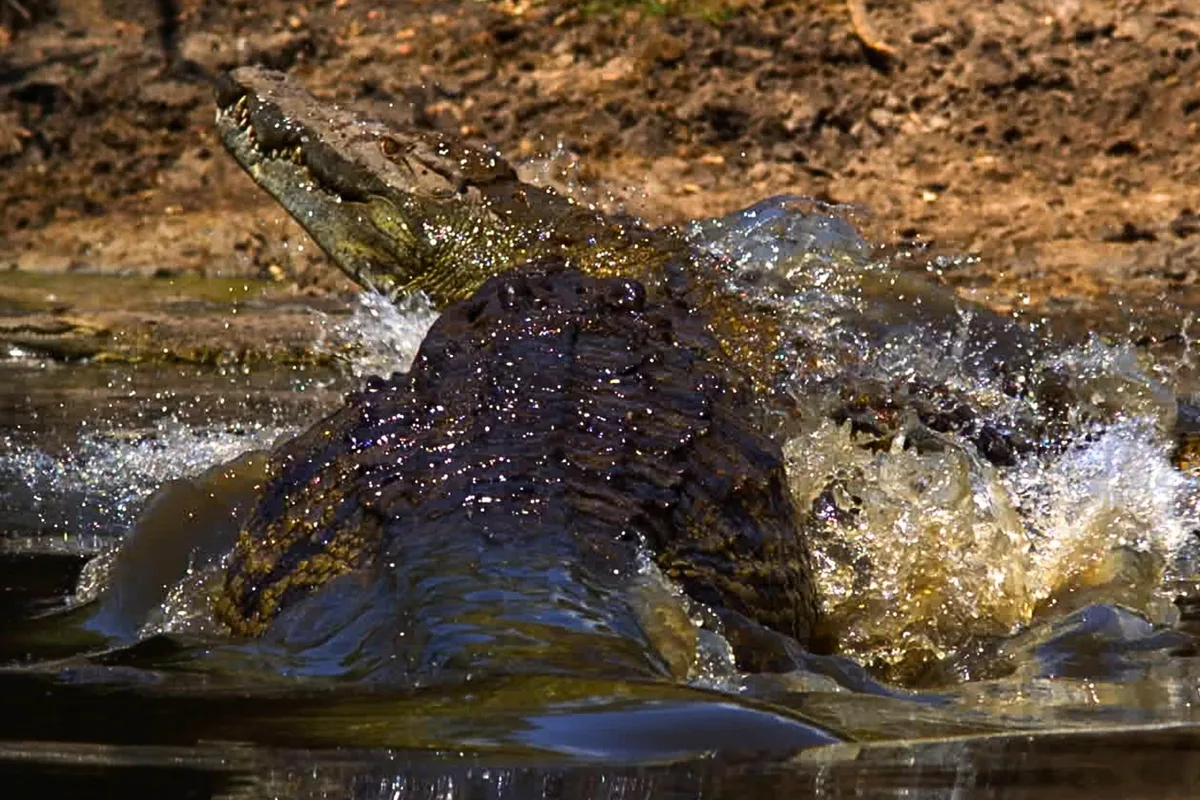 Staggering Motion Formidable power of crocodiles revealed in staggering slow-motion video ...