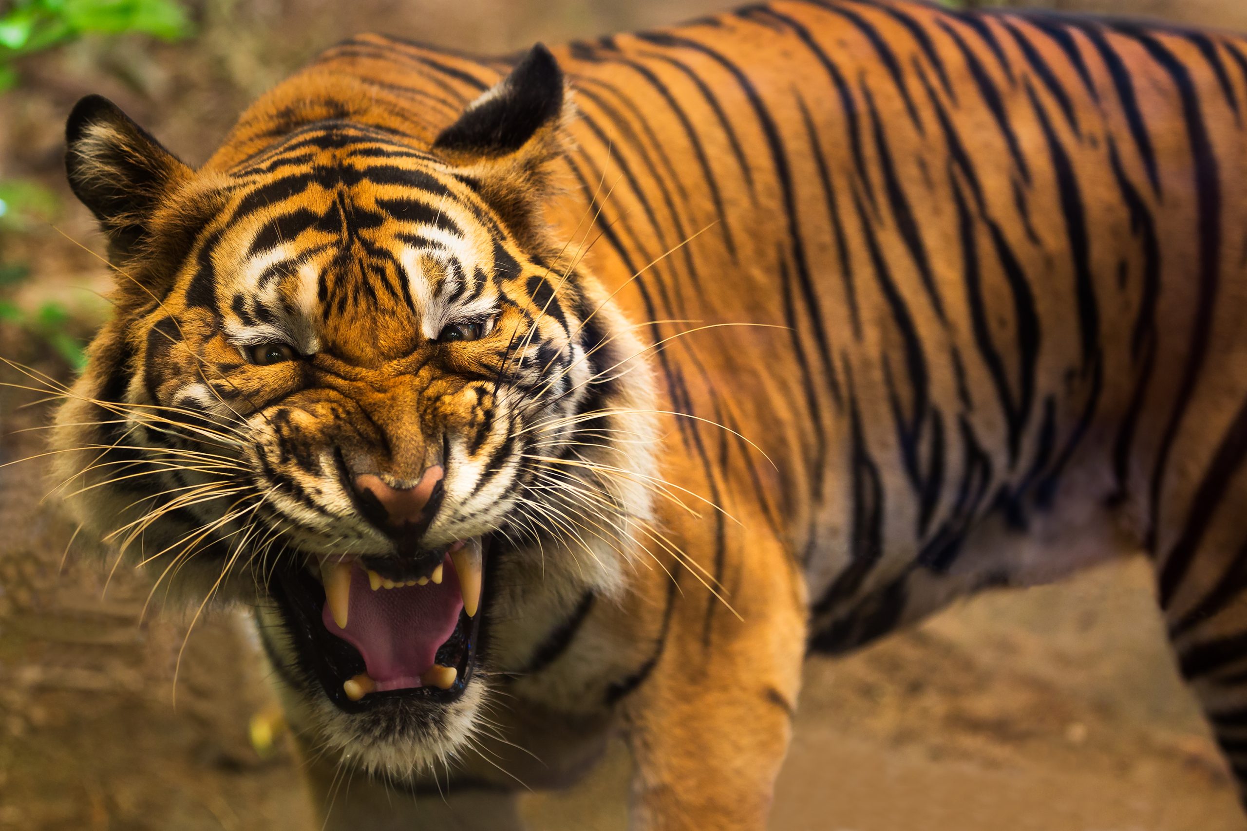 Do tigers get a taste for human flesh after a first bite?
