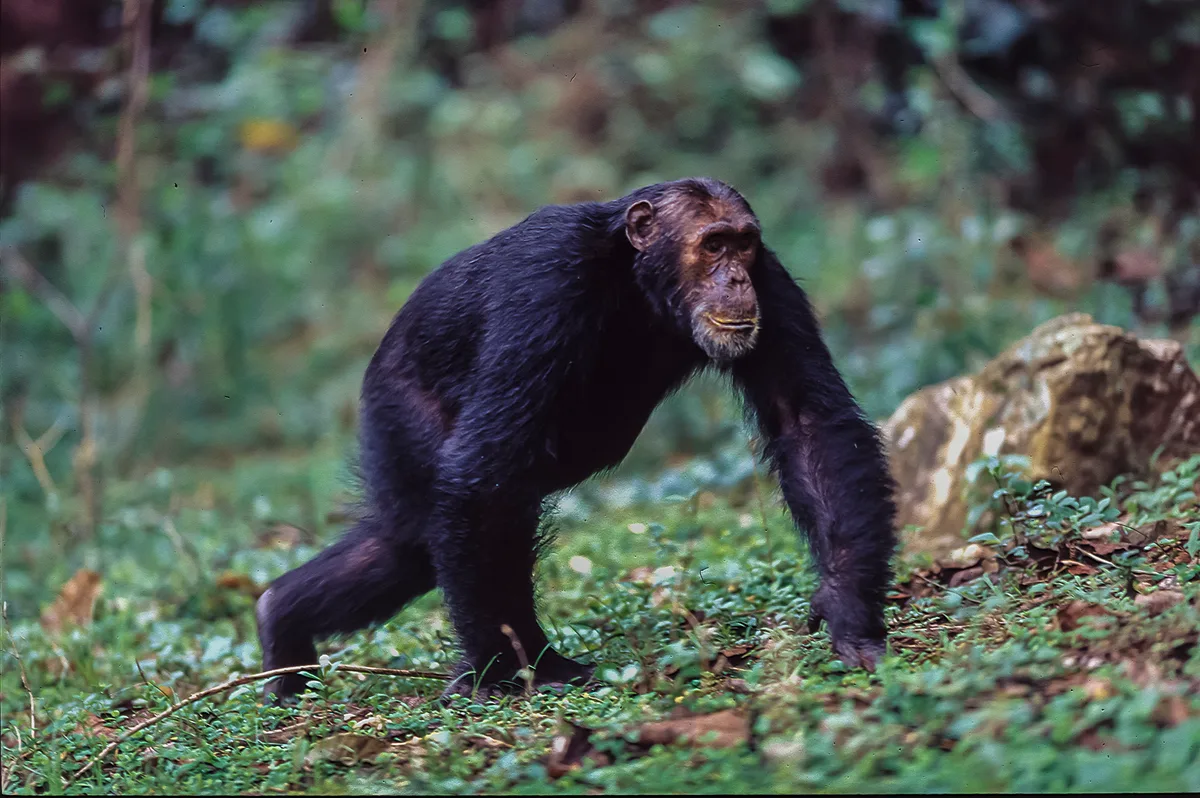 The Trimates Who was Biruté Galdikas? We explore the life of the primatologist – and ...