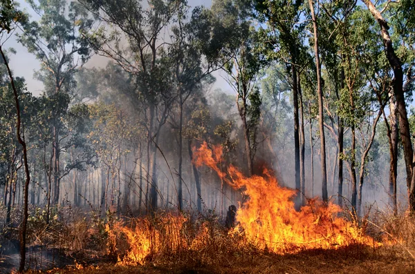Why wildfires are essential for some species’ survival | Discover Wildlife