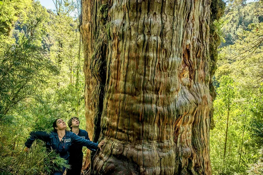 Scientists looked beneath one of oldest trees on Earth. What they found ...