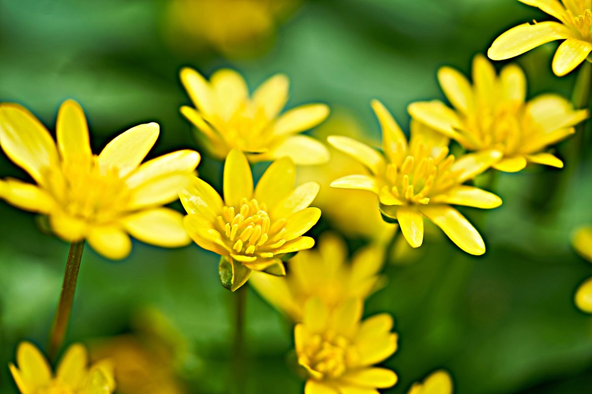 Do plants sleep? | Discover Wildlife