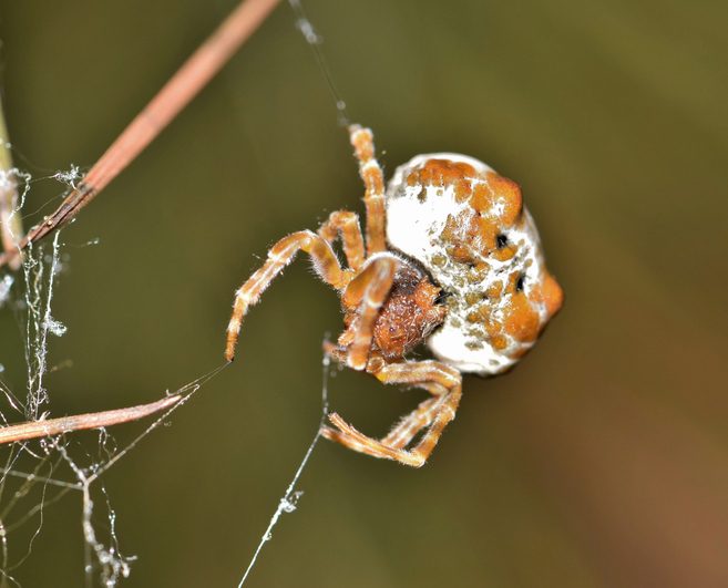 It looks like bird poop, is armed with a deadly projectile weapon and ...