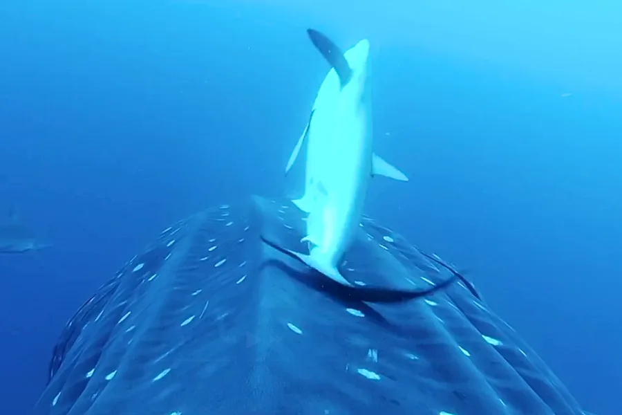 Staggering Motion Explosive power of great white shark revealed in staggering slow-motion ...