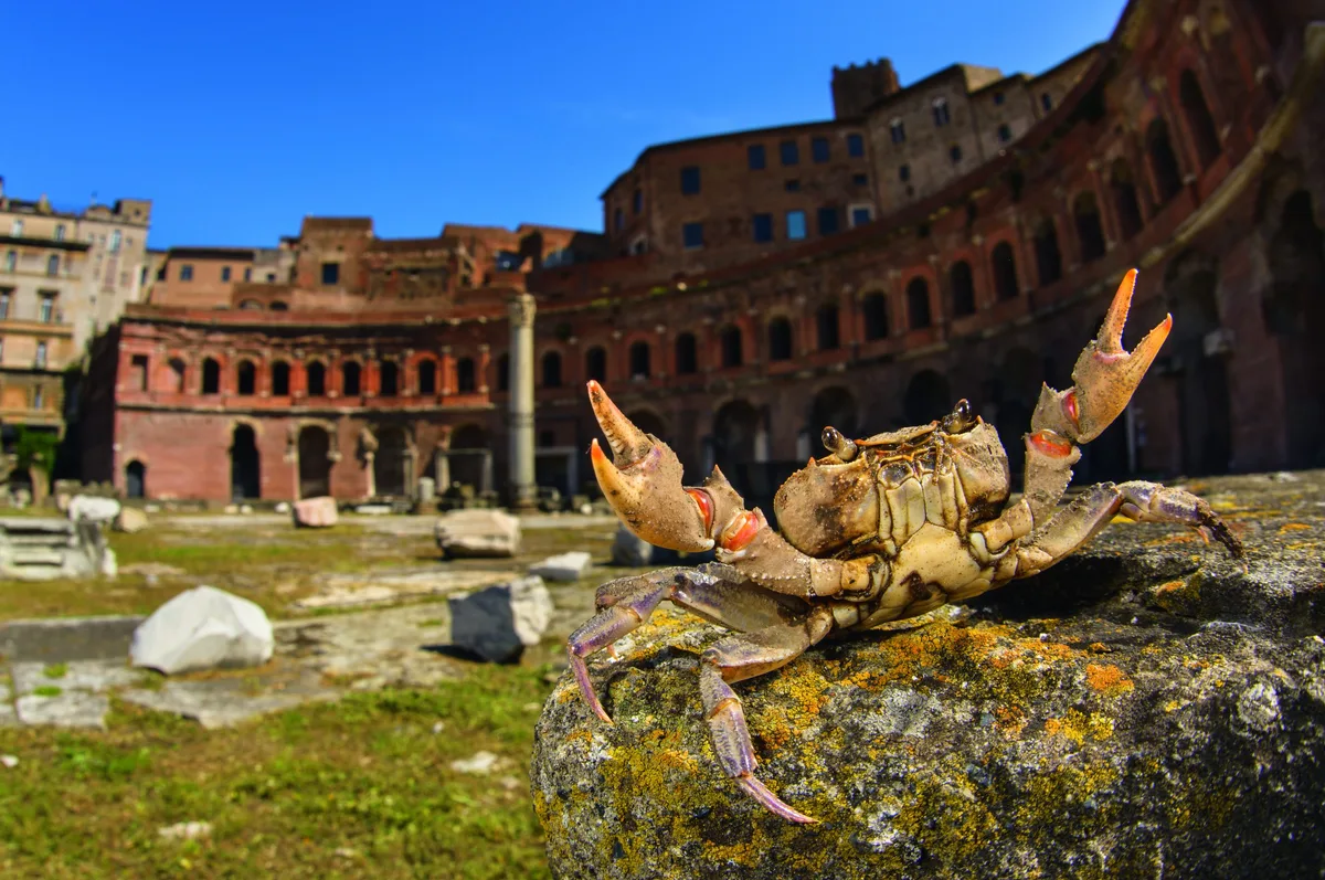 Underneath the ruins of ancient Rome surprising giant creatures roam ...