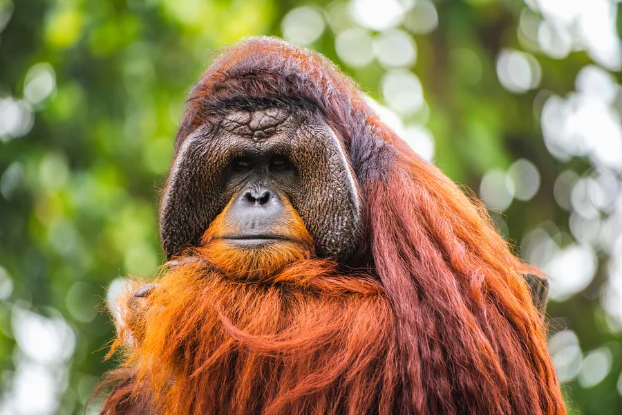 it-s-not-just-humans-who-love-a-strong-jawline-discover-wildlife