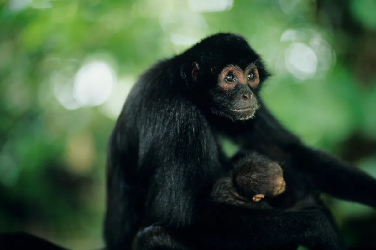 Intelligent Primates 8 smartest primates on Earth – Just how do they measure up against us ...