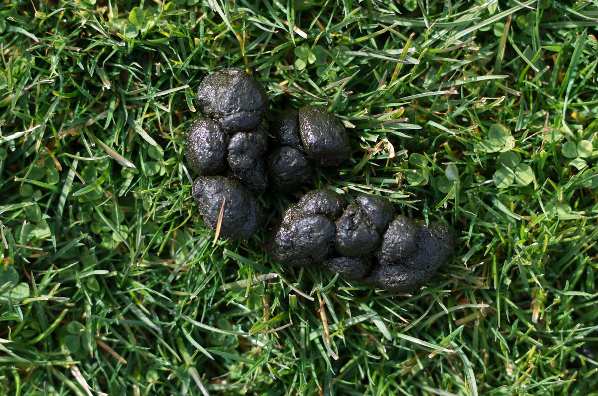 Why do some animals find poop so tasty? | Discover Wildlife