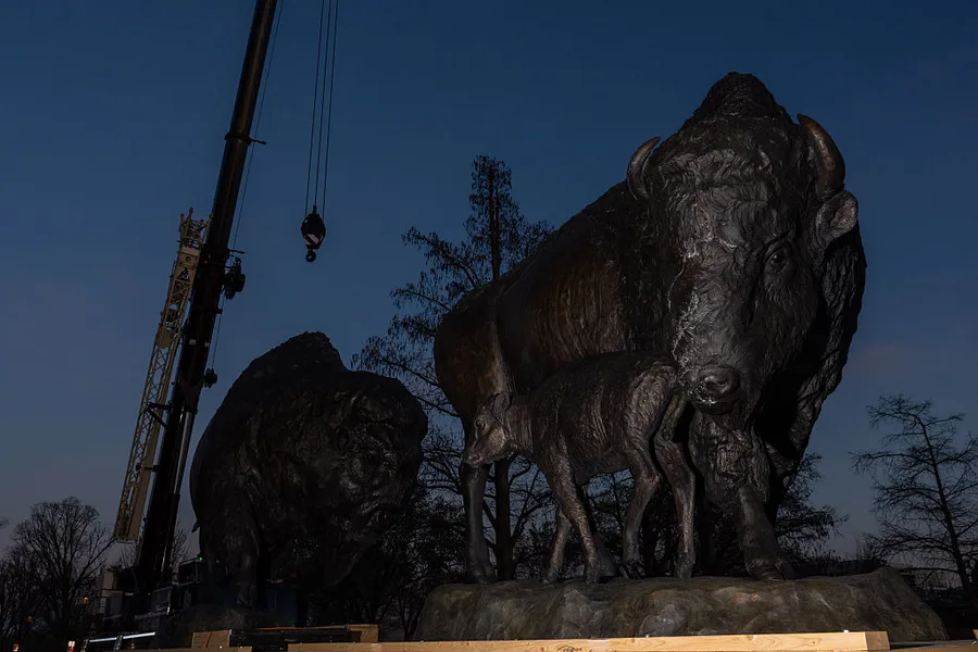 Three ginormous bison have been craned into the Smithsonian National ...