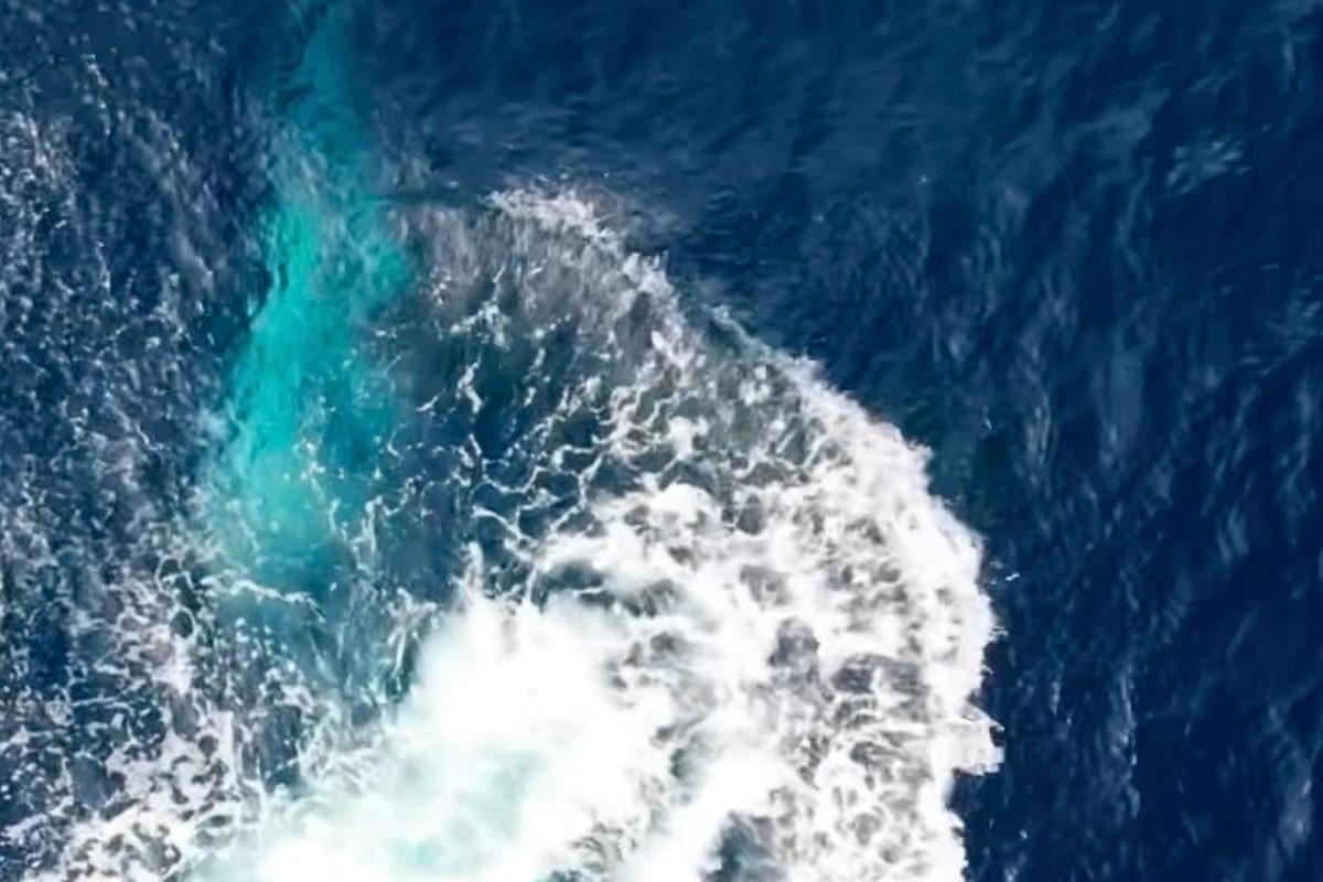 Rare false killer whale hunting filmed in Pacific Ocean | YauNews