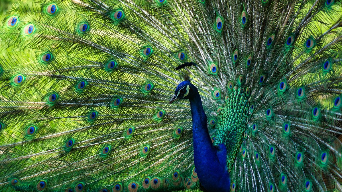 8 most stylish, elegant animals on the planet that look like super ...