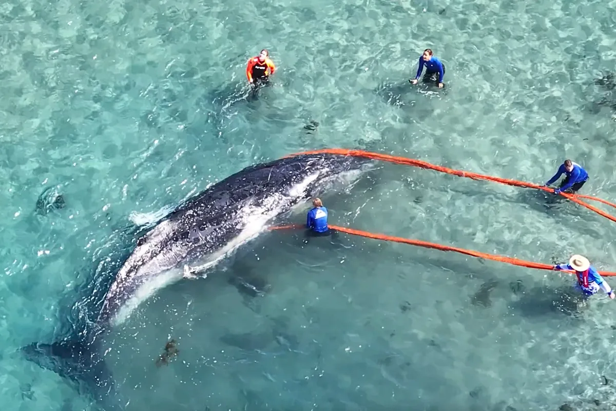 Drone captures incredible 10-tonne whale rescue in Australia | Discover ...