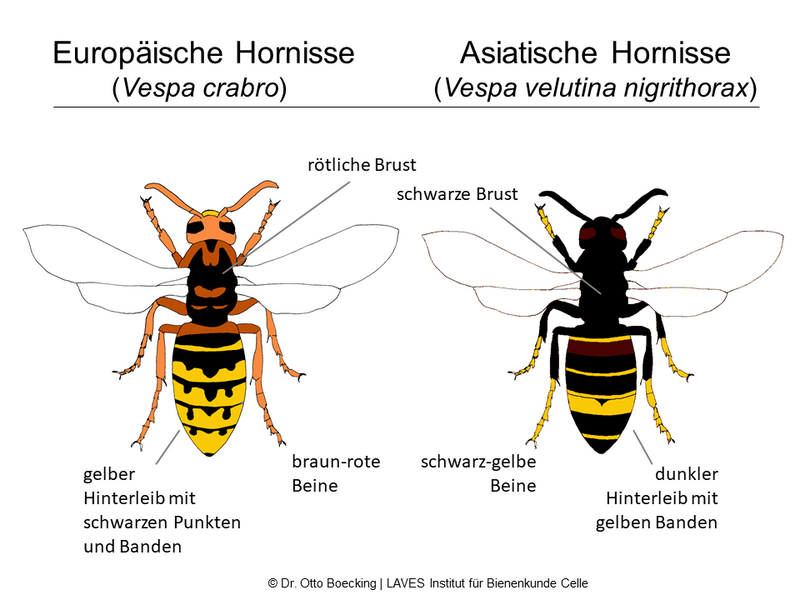 Die Grafik zeigt die Unterschiede zwischen der Europäischen und der Asiatischen Hornisse.Foto: Dr. Otto Boecking / LAVES Institut für Bienenkunde Celle