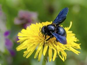 Wildbienen in BW: Unverzichtbar für die Bestäubung