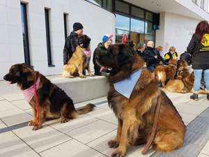 Ausstellung über Leonberger Hunde im Stadtmuseum