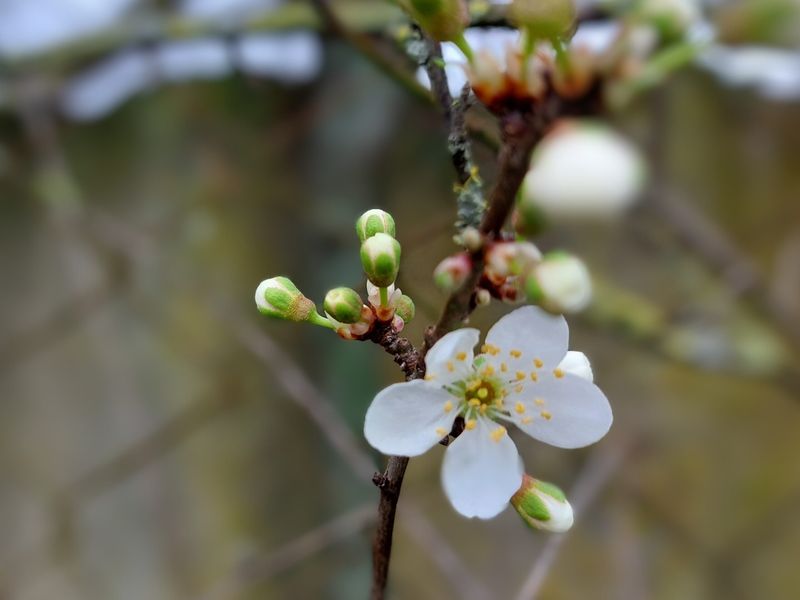 und gleichzeitig öffnen sich die ersten Blüten der Pflaumenkirsche.Foto: A.E.