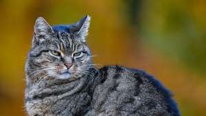 Katzen-Quälerei in BW: Peta vermutet Serientäter