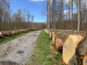Eichen-Submission in Tripsdrill-Heimerdingen – Besondere Wertschätzung für besondere Bäume