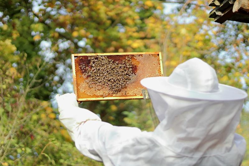 Arbeiten mit Bienen heißt auch: Arbeiten mit Wildtieren.Foto: Marcel Hesse