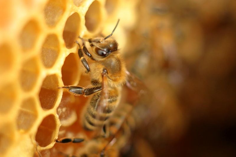 Von der Putzfrau zum Kindermädchen: In ihrem Leben durchläuft eine Honigbiene viele Stadien.Foto: Marcel Hesse