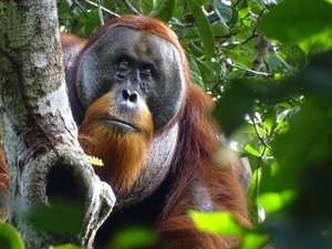 Orang-Utan Männchen Rakus heilt Wunde mit einer Pflanze