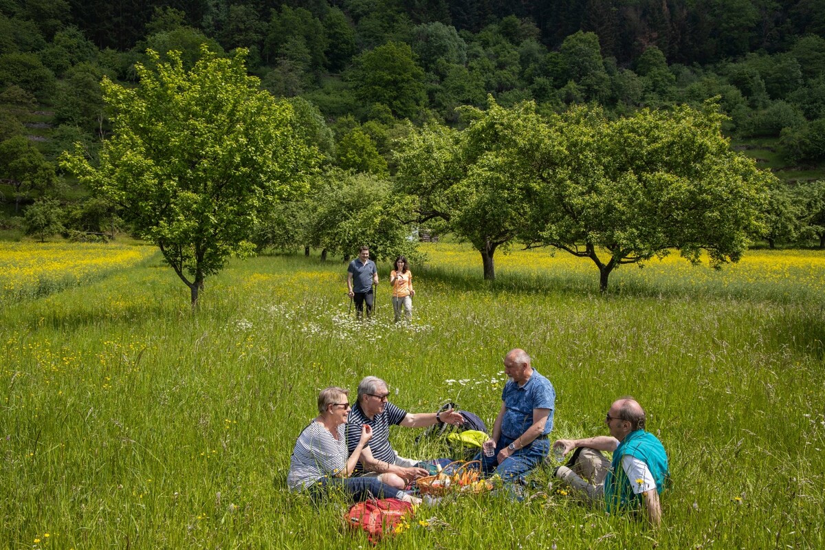 Mittwoch-Wanderung im August | 97877 Wertheim | NUSSBAUM.de