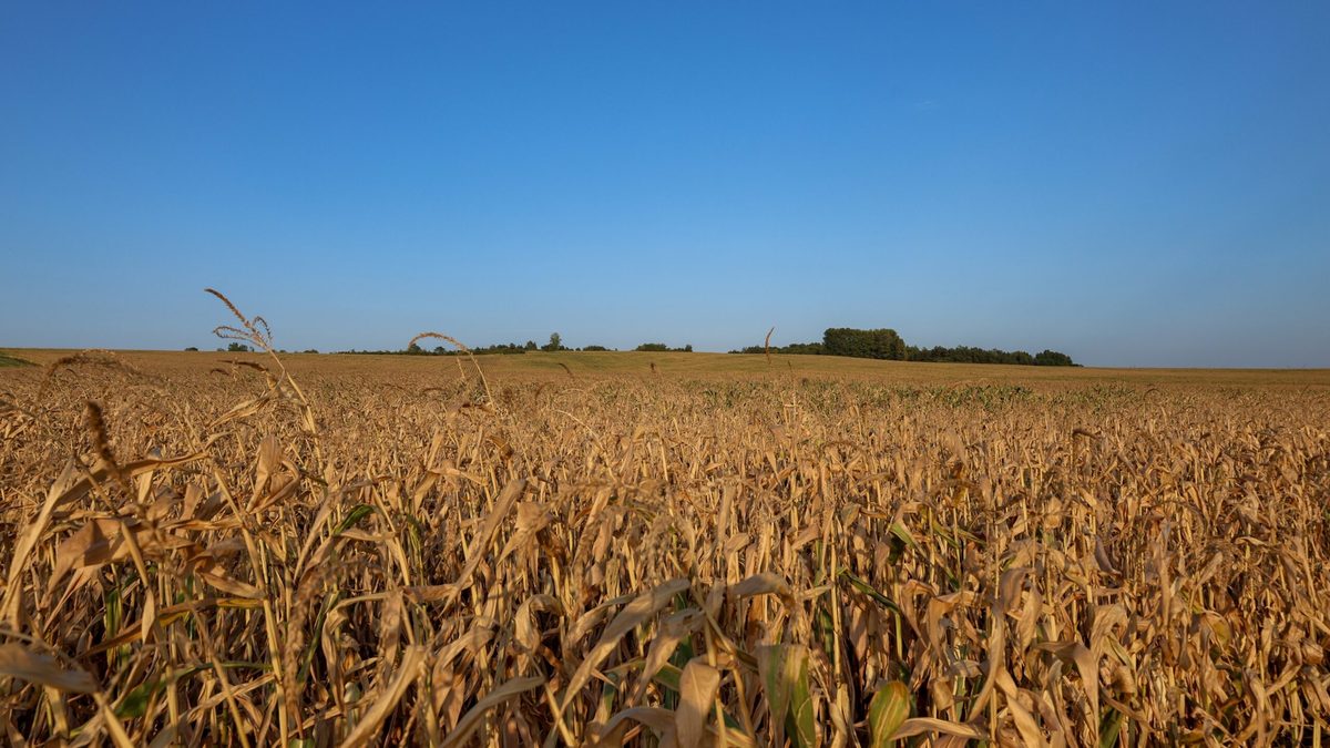 European biomethane producers weather scorching summer