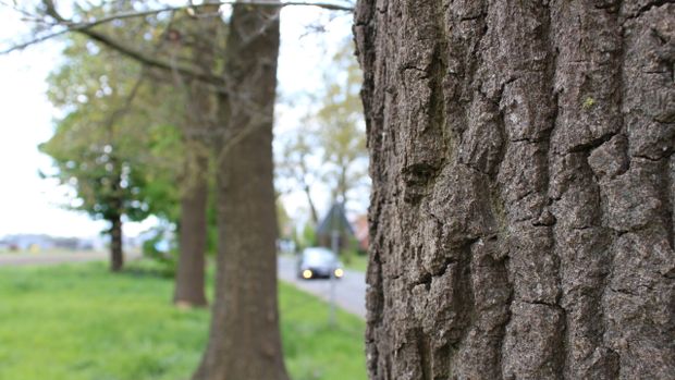 Nach Antrag der SPD-Fraktion: Warum es in Garrel keine Baumschutzsatzung geben wird