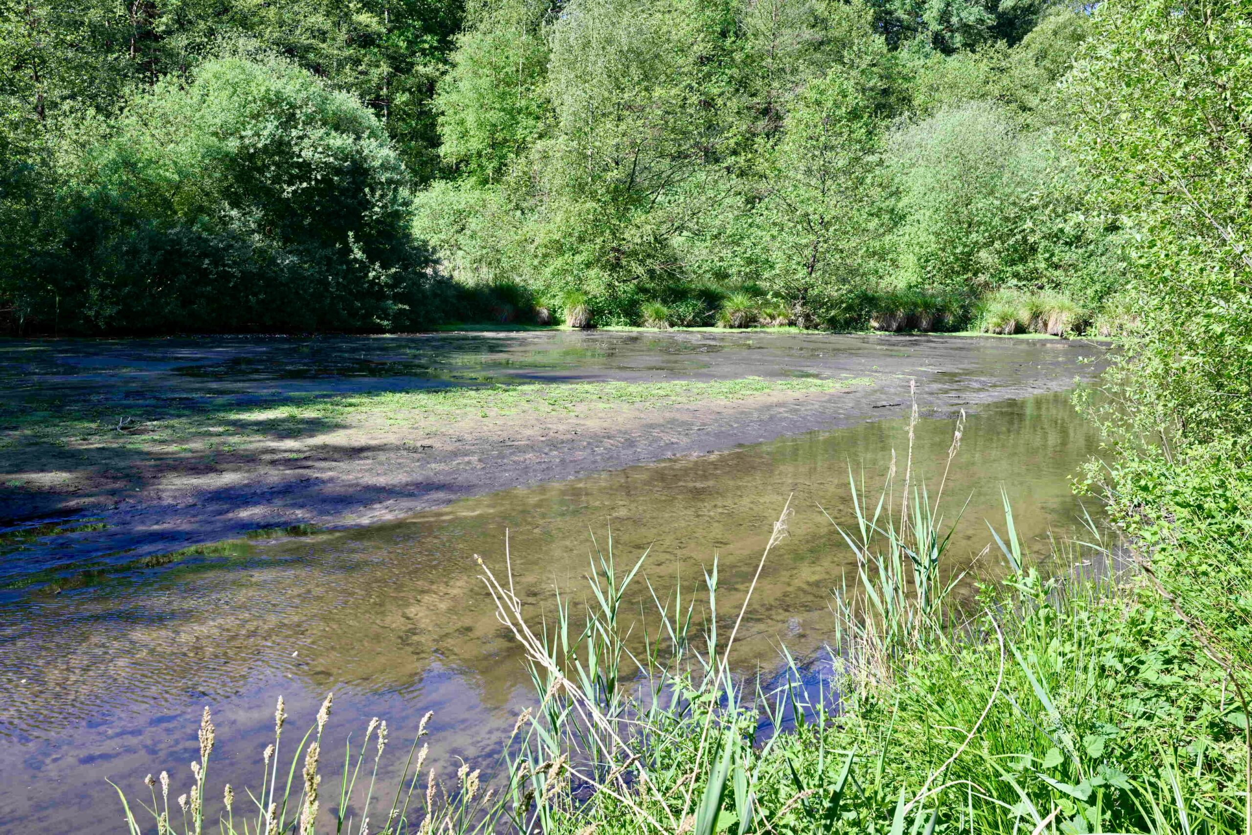 Der Teich bei der Bullmühle in Visbek verlandet Was tun? Und wer macht