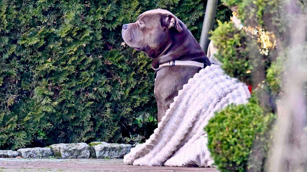 Landkreis Vechta stellt klar: Brockdorfer Hund ist ein American Bully XL