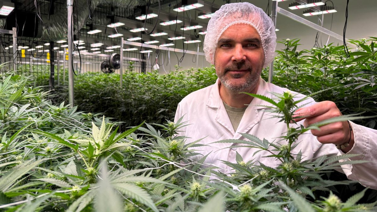 Hanfwerk Vechta: This is how legal cannabis cultivation works
