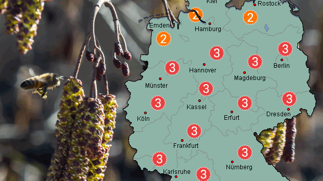 Pollensaison Keine Verschnaufpause: Intensiver Start in die Pollensaison in Deutschland
