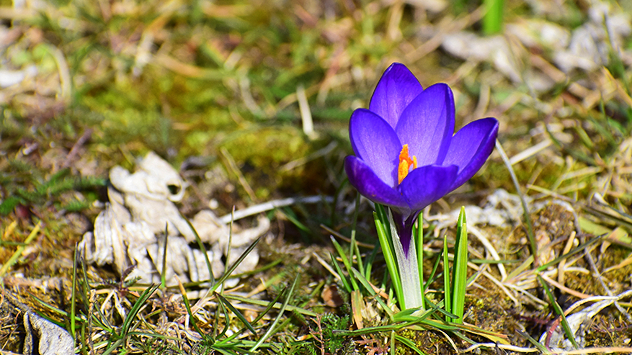 Krokuss auf Wiese