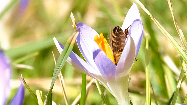 Krokussblüten wie hier in Zerbst bei Magdeburg sind bei Bienen sehr beliebt.