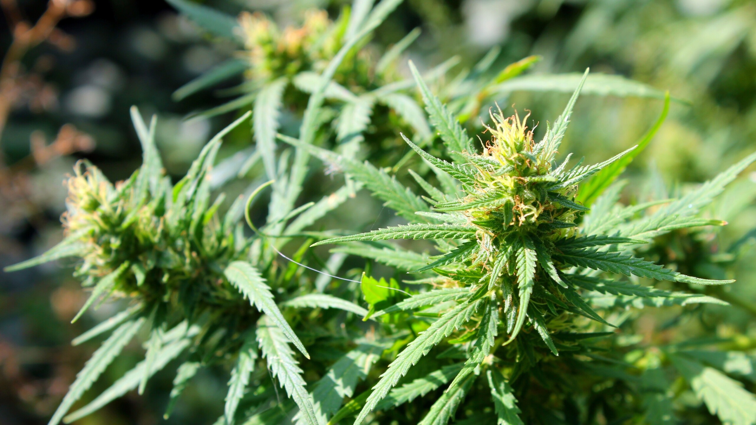 Es ging nicht nur um Donald Trump: In mehreren Bundesstaaten wurde die private wie medizinische Verwendung von Cannabis liberalisiert. (Foto: olyas8 / Fotolia)