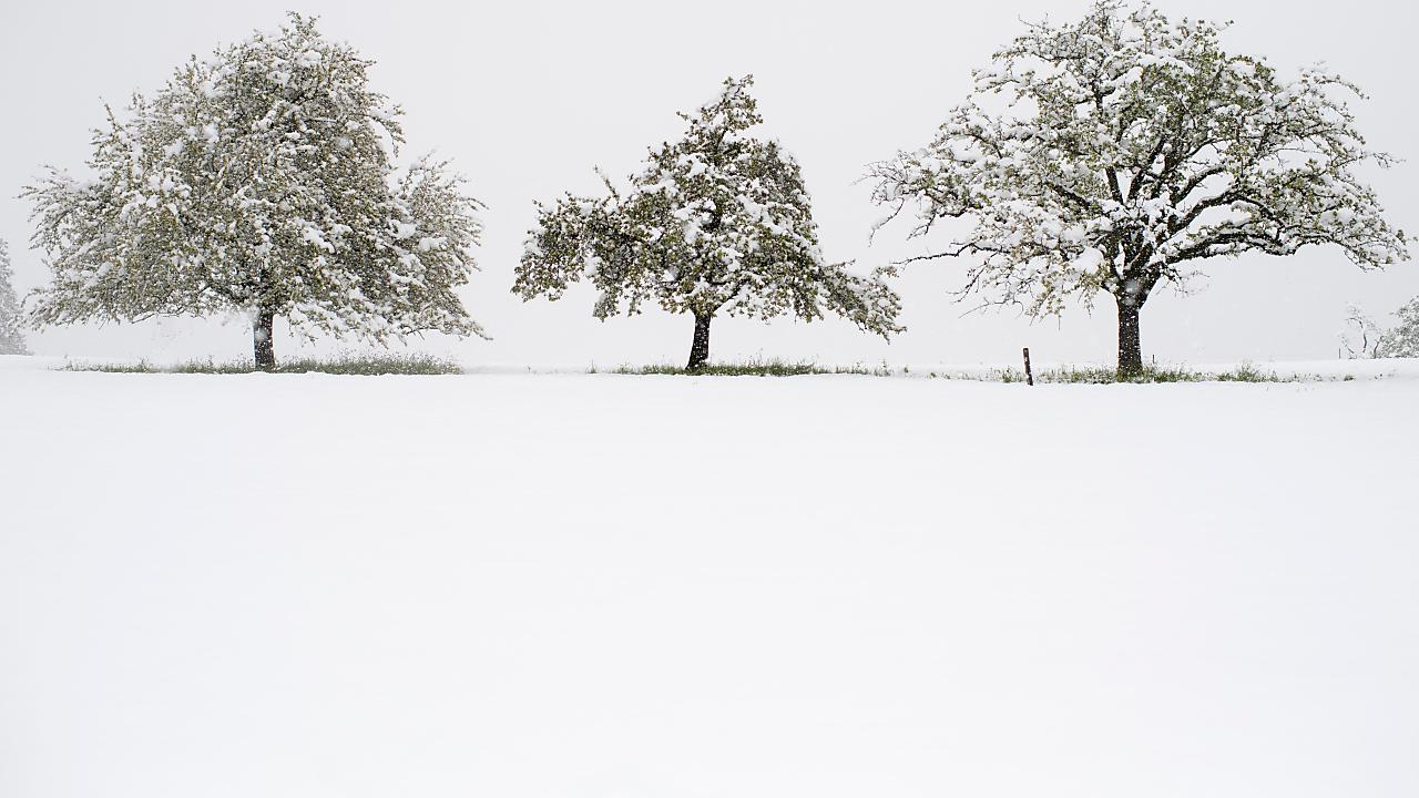 Obstbäume im Schnee: Nach dem Winterwetter vom Freitag wird ein sonniges Wochenende erwartet. Am frühen Samstagmorgen hat es aber in weiten Teilen der Schweiz erneut Bodenfrost gegeben. (KEYSTONE/Gian Ehrenzeller)